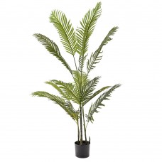 Φυτό φοίνικας αρεκα  με 14 φύλλα σε πλαστική γλάστρα 17x15x150