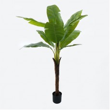 Διακοσμητικό φυτό σε γλάστρα Musa Inart πράσινο Φ105x180εκ